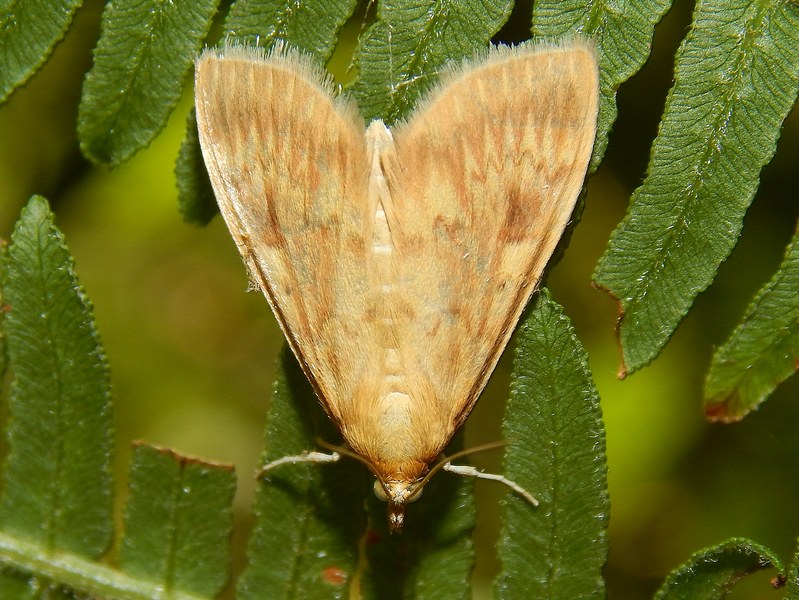Crambidae da ID